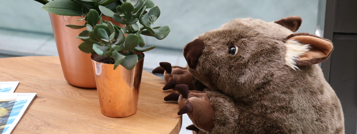 INT8596 Wombat_Social Posts_Webhero.jpg INT8596 Wombat_Social Posts_Webhero.jpg