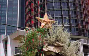 Native Living Christmas Trees