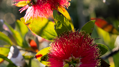 bottlebrush_400x224
