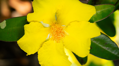 guinea-flower_400x224