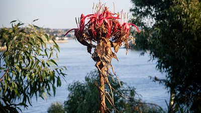 gymea-lily_400x224