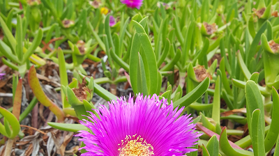 pigface-trimmed_400x224