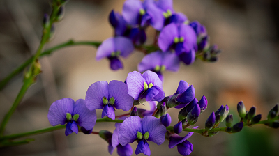 purple-coral-pea_400x224