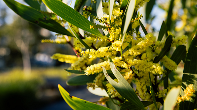 sydney-golden-wattle_400x224