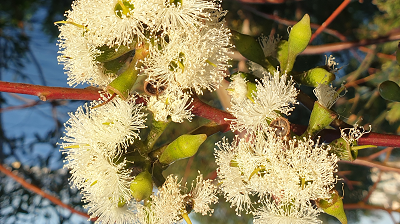 sydney-red-gum_400x224