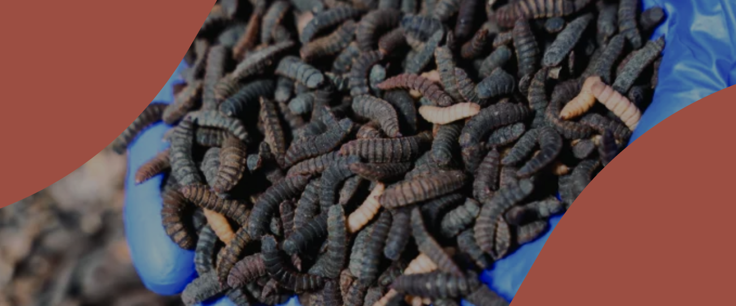 Discover how your leftover lunch can feed our maggot farm